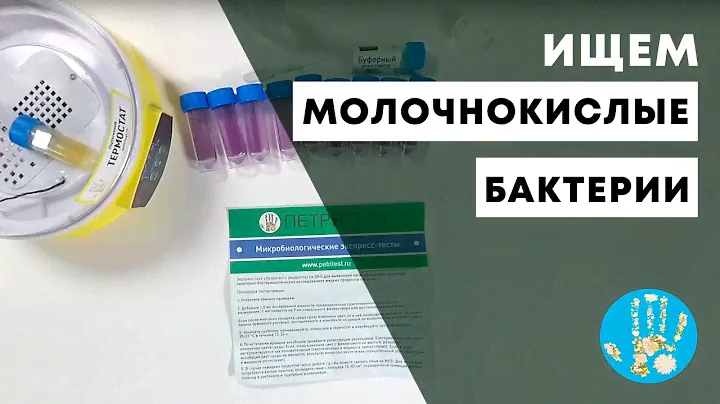 Ищем молочнокислые бактерии