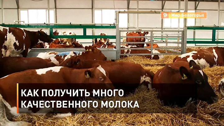 Как получить много качественного молока