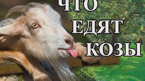 Рацион питания дойной двухлетней козы. Чем кормить козу в течение дня.